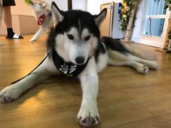 -Husky Go! 哈士奇体验馆·宠物咖啡厅狗咖