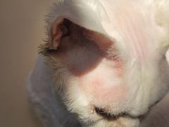 -爱派特动物医院·全科诊疗中心