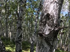 -乌兰布统景区-白桦林