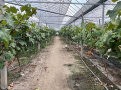 -马陆小张葡萄园农家乐