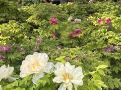 -洛阳市隋唐城遗址植物园