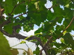 -美家乐农庄·露营·团建(大治路店)