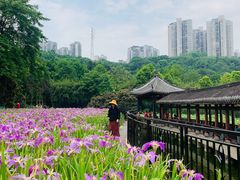 -龙头寺公园