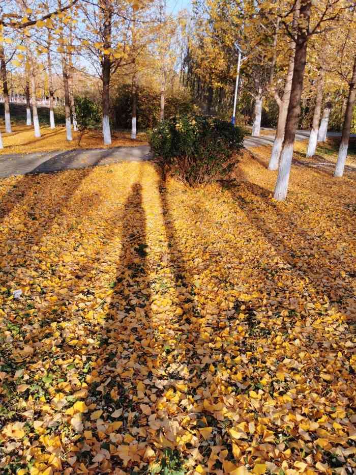 丹青圃公园-"很大的一个街心公园,可惜没有人好好打理,.