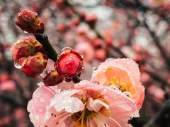 -梅花山(明孝陵内)