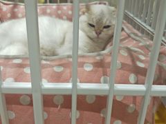 -藏猫猫咖啡主题馆(中央大道店)