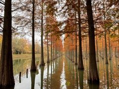 -泗洪洪泽湖湿地景区