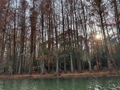 -上海海湾国家森林公园