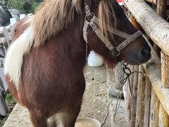 -巴倒烫陆派火锅山庄(南山总店)