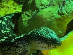 -帕帕拉兹宠物(亚洲旗舰店)