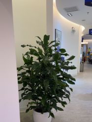 点击看大图 -天津伊美尔医疗整形美容专科医院