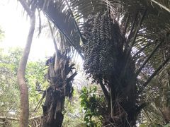-呀诺达热带雨林