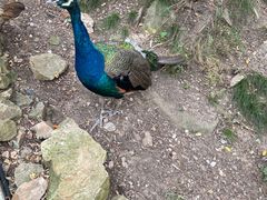 -西霞口神雕山野生动物世界