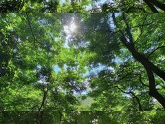 -深圳仙湖植物园