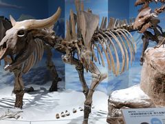 -正佳自然科学博物馆