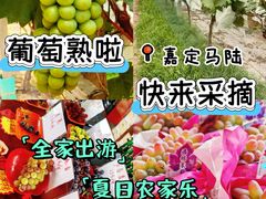 -马陆小张葡萄园农家乐