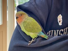 -青石桥花鸟鱼虫市场(叠翠城店)