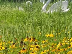 -武清南湖绿博园