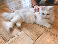 -遇见羊驼·奶狗咖·布偶猫咖·法斗柯基柴犬阿拉斯加(春熙路太古里IFS店)