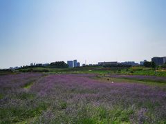 -光明小镇欢乐田园