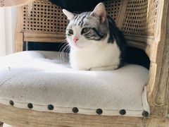 -共舞时光猫咖·狗咖(新街口店)