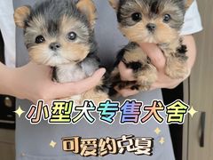 -萌宠之家·腊肠犬·马尔泰·小体犬舍