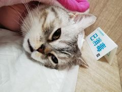 -北京观赏动物医院·24小时大型综合·猫专科·异宠专科