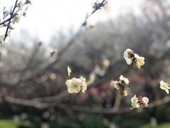 -杭州植物园