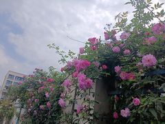 -金水泊山庄·花椒鸡(铁山坪店)