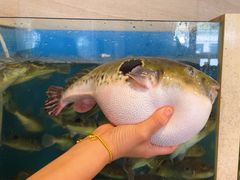 -天正河鲀·河豚亭(大连店)