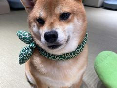 -逗柴咖啡屋·狗咖猫咖宠物桌游