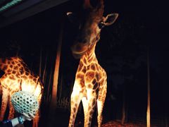 -清迈夜间动物园