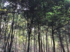 -紫金山山顶公园