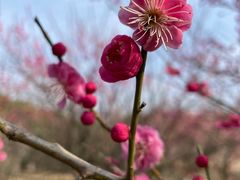 -东平国家森林公园