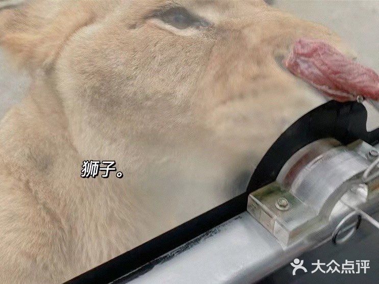 成都周边可投食老虎的超大野生动物世界