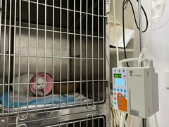 -汪喵宠物医院·骨科心脏影像·犬猫急重症ICU诊疗中心(成华分院)