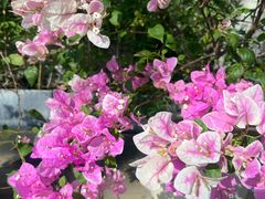 -五月花商业广场(中山五路店)