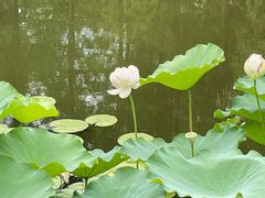 -陈家山荷花公园