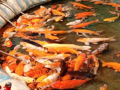 -泉州海丝野生动物世界