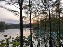 -昆山城市生态森林公园