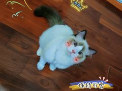 -四月宠物医院·猫专科·心脏专科·内科(转塘店)