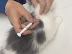 -瑞派紫金宠物医院24小时·骨科·中兽医·重症转诊中心(番禺大石院)