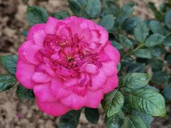 -人民公园(罗湖区)