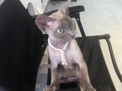 -琪喵猫屋·撸猫猫咖·猫舍