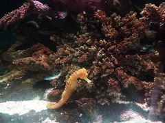 -暹罗海洋世界