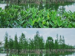 -白鹭湾湿地公园