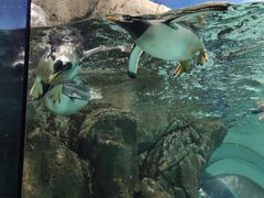 -成都浩海立方海洋公园