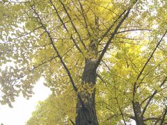 -三里屯东五街银杏大道