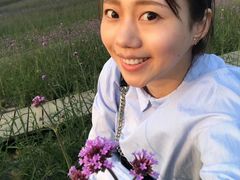 -大塘金香草谷
