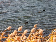 -野鸭湖国家湿地公园